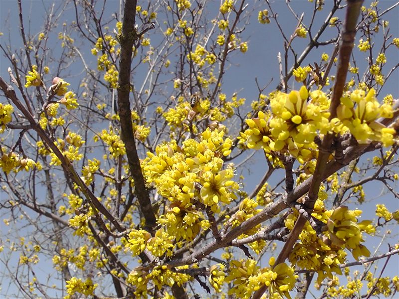 Дерево с желтыми цветками цветет в марте. Что цветет в Ташкенте в марте. Что цветет в марте Московская область. Что цветет в марте в Кугульте.